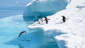 Antarctica Travel Talk