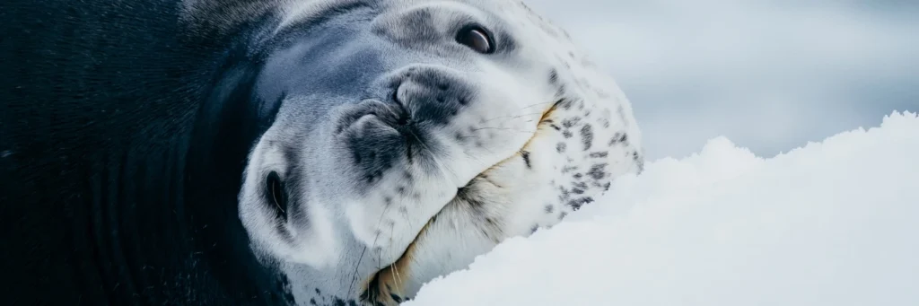 Antarctica Wildlife