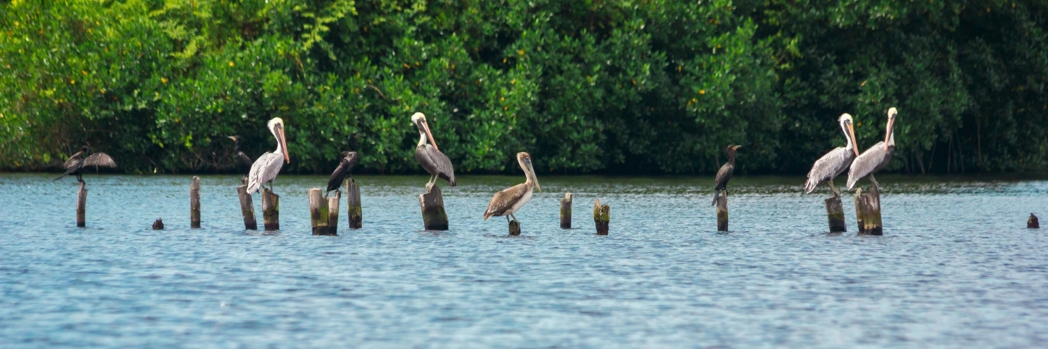 Frigate Bird Sanctuary