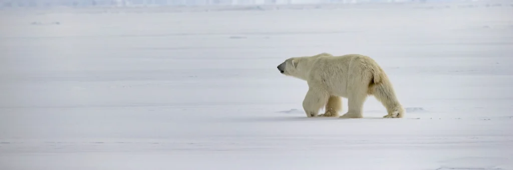 Beechey Island