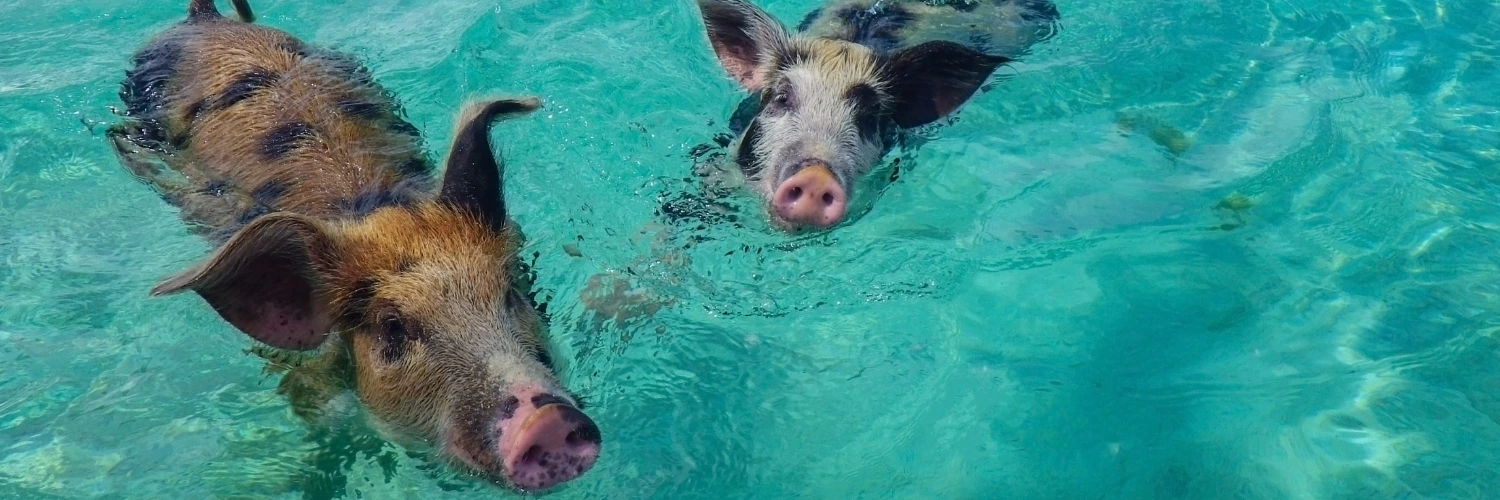 Exuma Pigs
