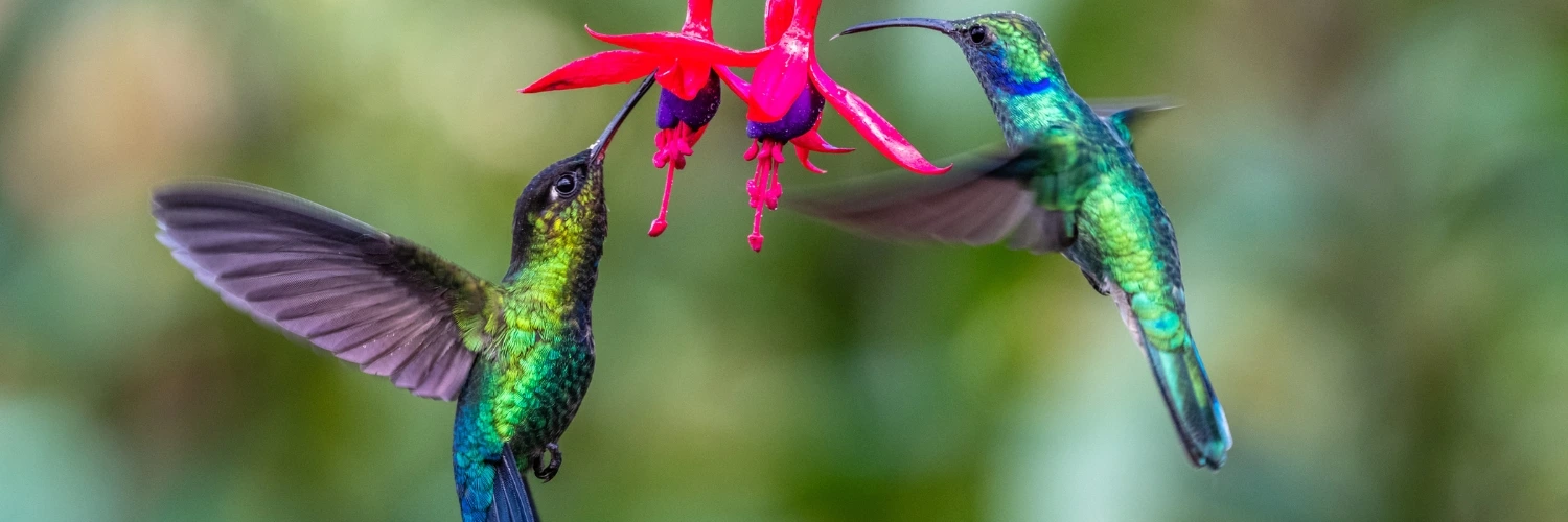 Andromeda Botanical Gardens