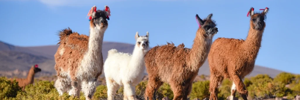 Eduardo Avaroa National Park