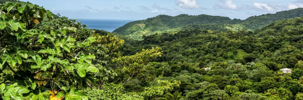 Grand Etang National Park