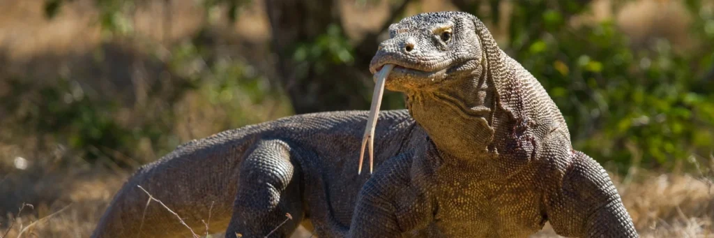 Komodo Island