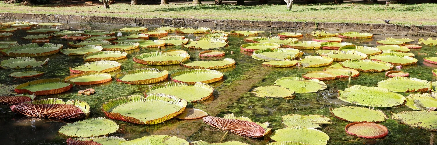 Pamplemousses Botanical Garden