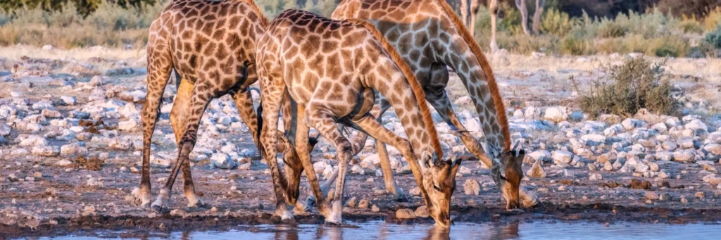 Etosha National Park