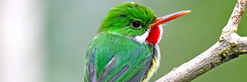 El Yunque National Forest