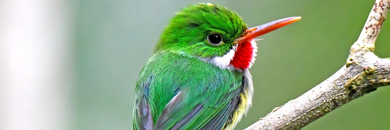 El Yunque National Forest