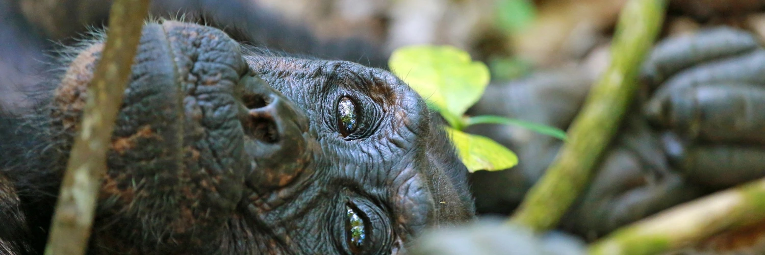 Kibale Forest National Park