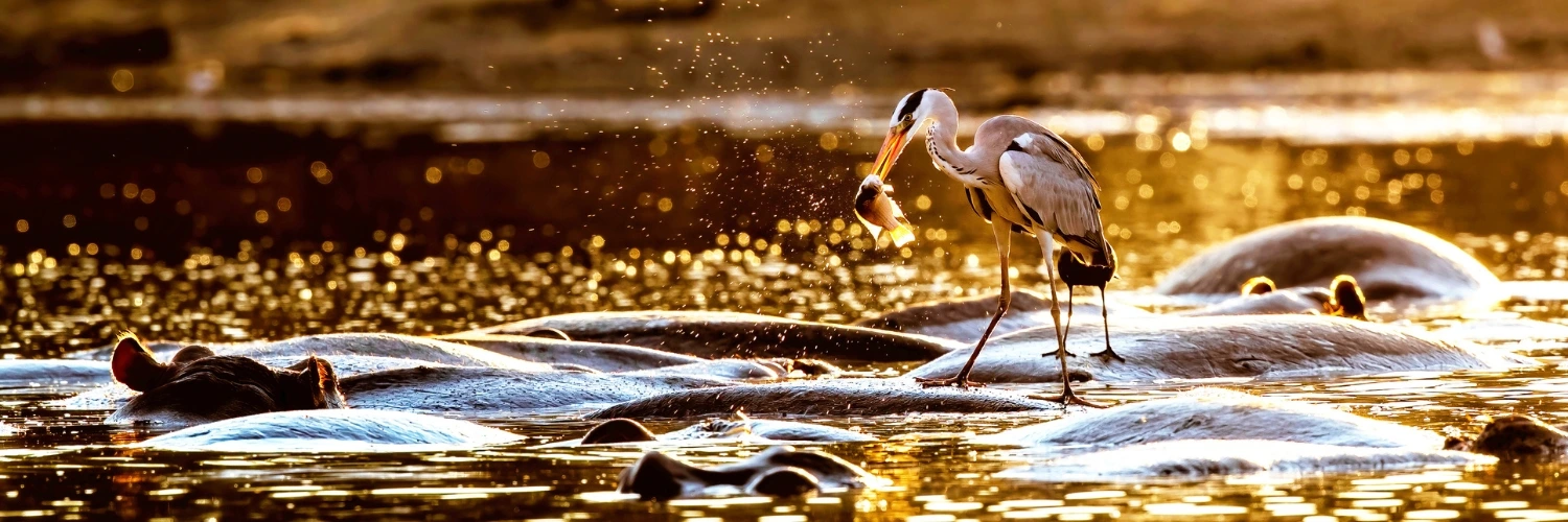Mana Pools National Park