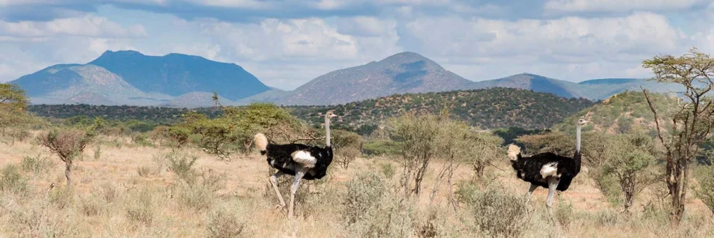 Samburu