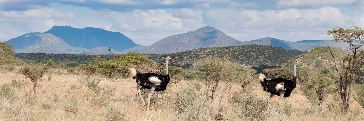 Samburu